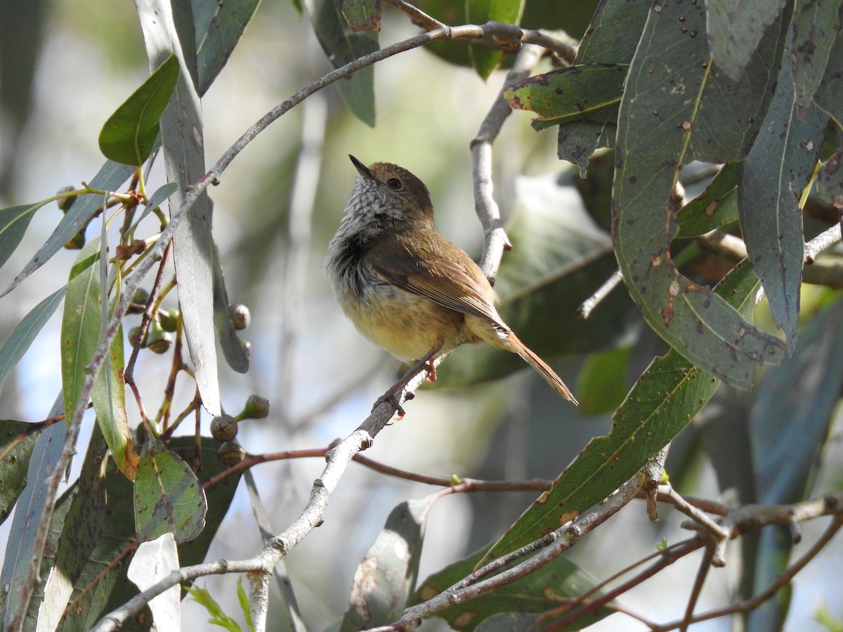 Brown Thornbill - ML642901920