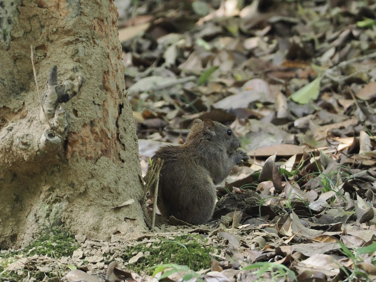 Mammals - ML642901922