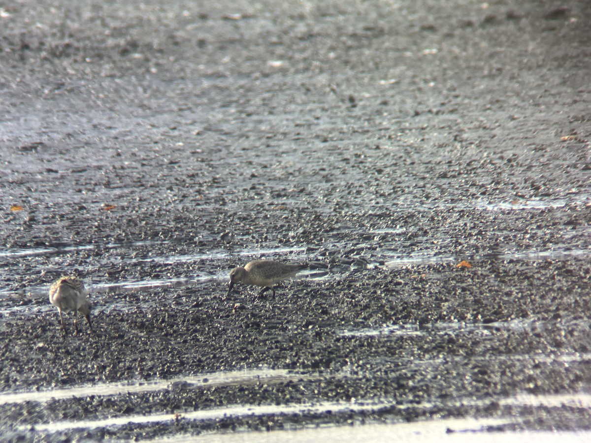 jespák rezavý - ML642901923