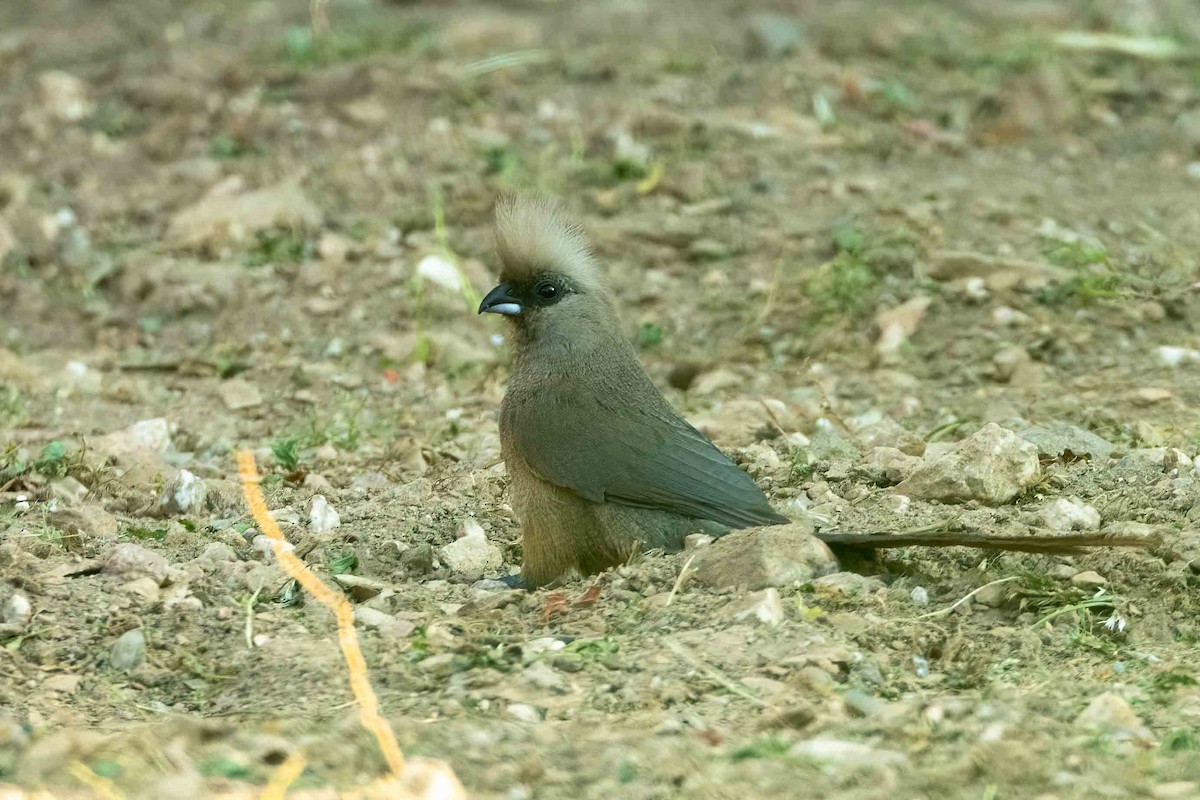 Speckled Mousebird - ML642901937
