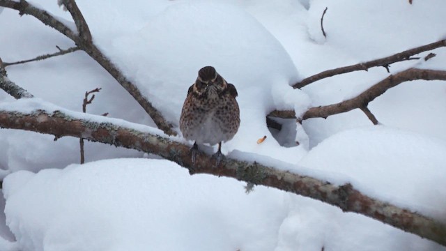 Dusky x Naumann's Thrush (hybrid) - ML642901942