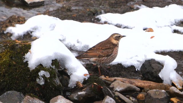 Dusky x Naumann's Thrush (hybrid) - ML642901943