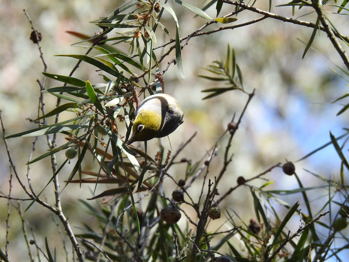 Silvereye - ML642901951