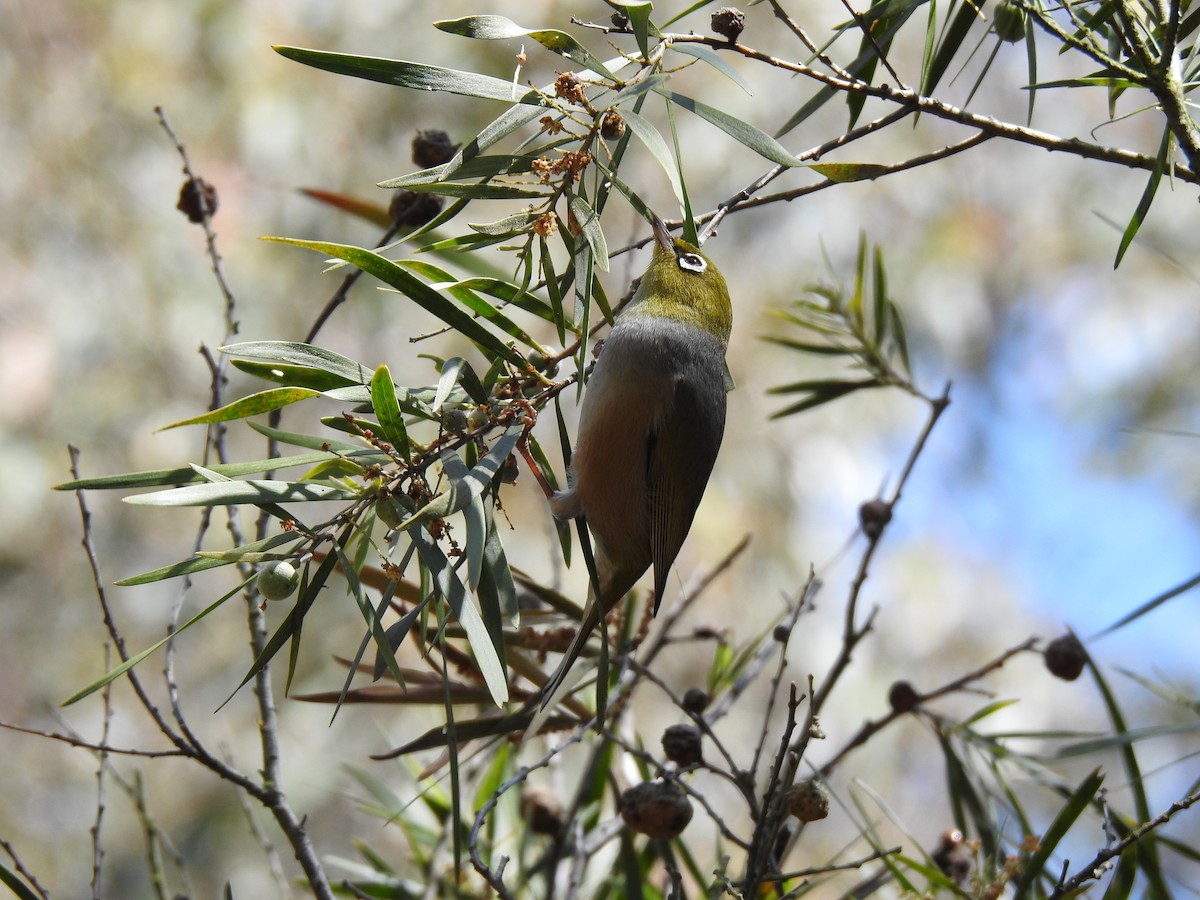 Silvereye - ML642901953