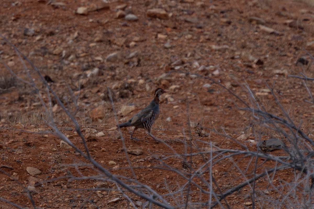 Barbary Partridge - ML642901983