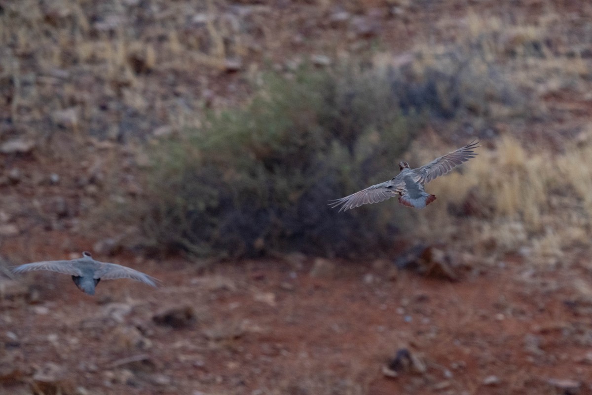 Barbary Partridge - ML642901984