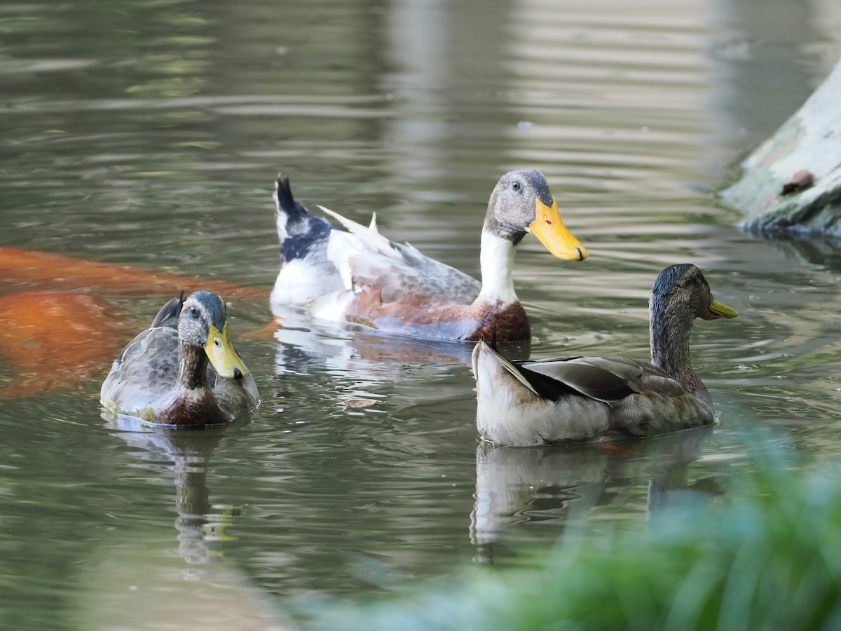 Mallard (Domestic type) - ML642901991