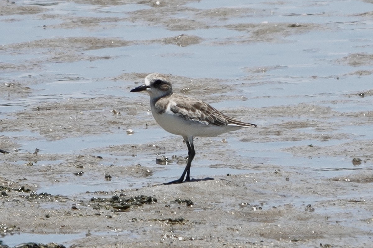 Greater Sand-Plover - ML642902007
