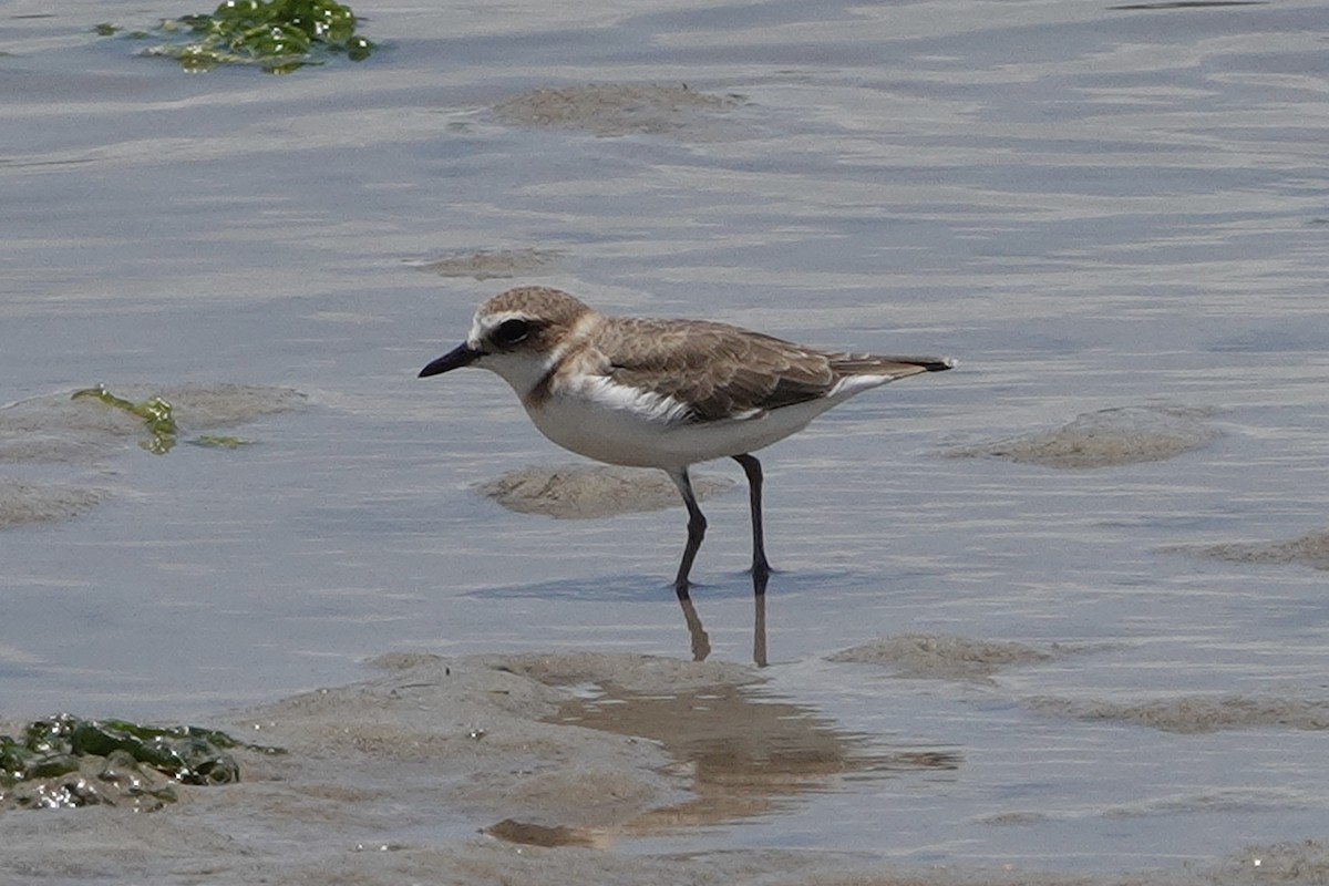 Javan Plover - ML642902018