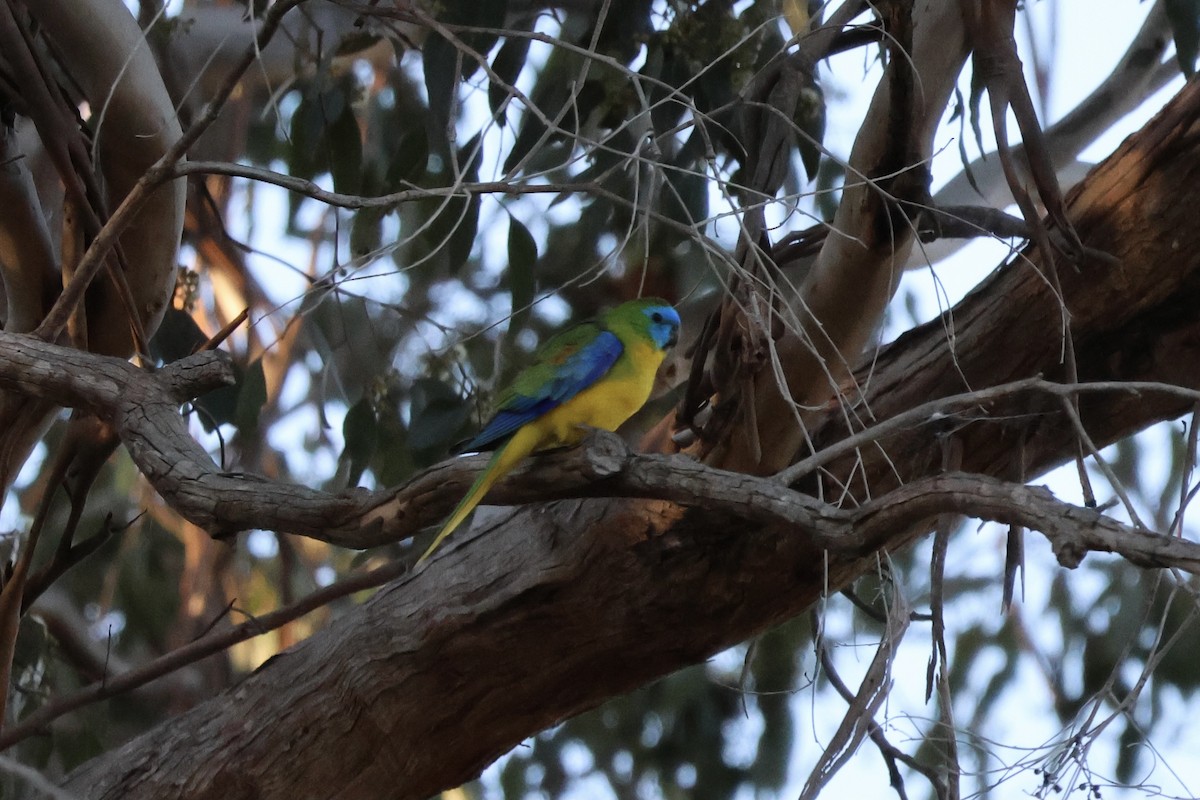 キキョウインコ - ML642902029