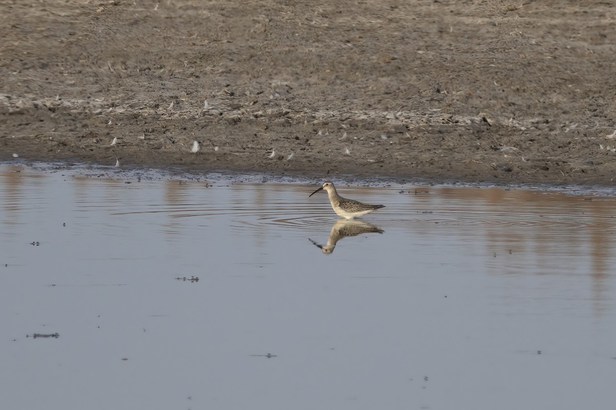 tundrasnipe - ML642902030