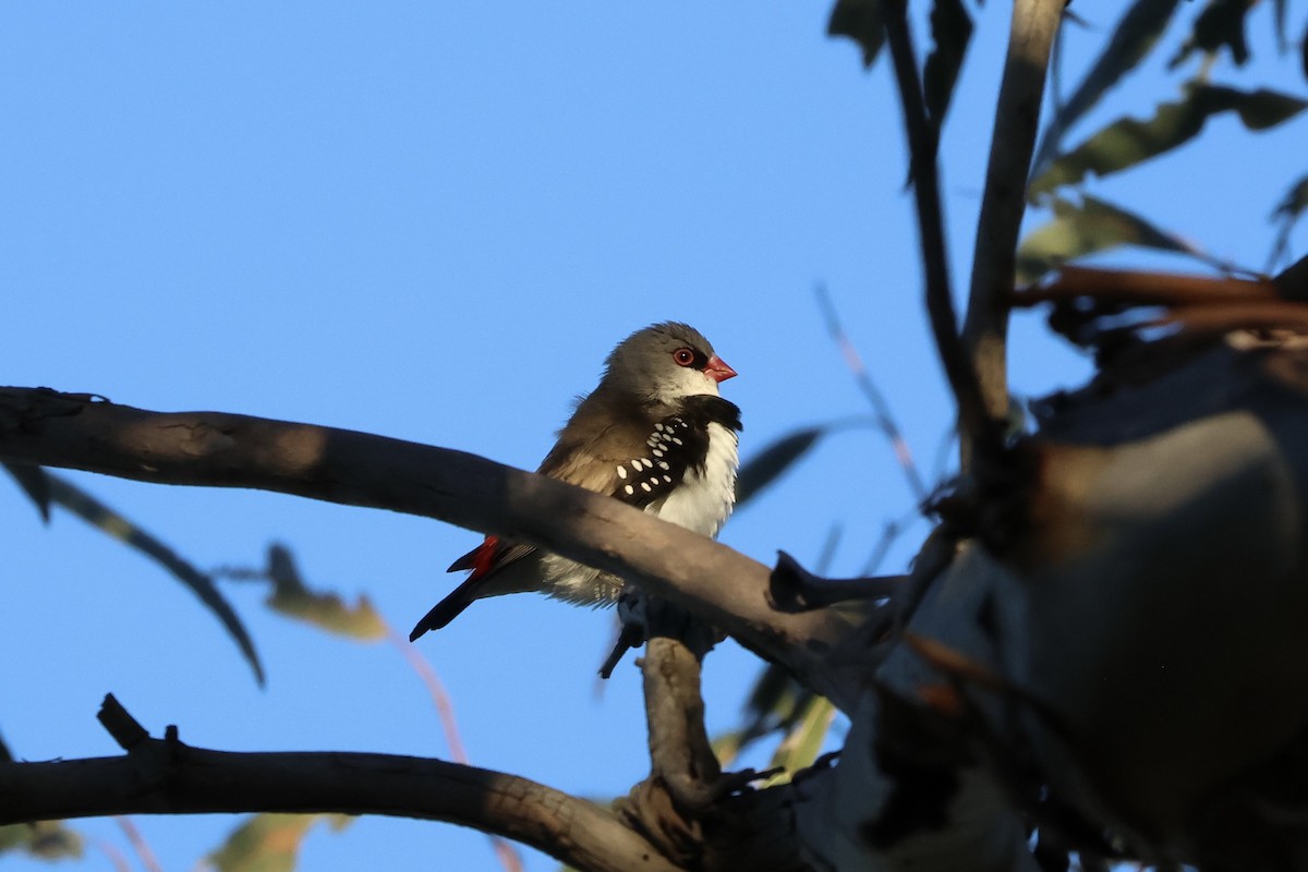 Diamond Firetail - ML642902064