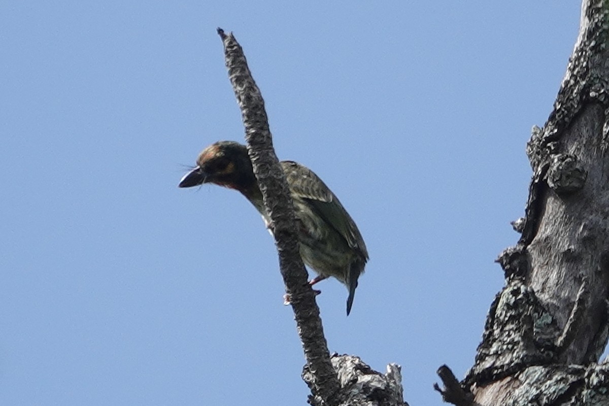 Coppersmith Barbet (Javan Red-faced) - ML642902066