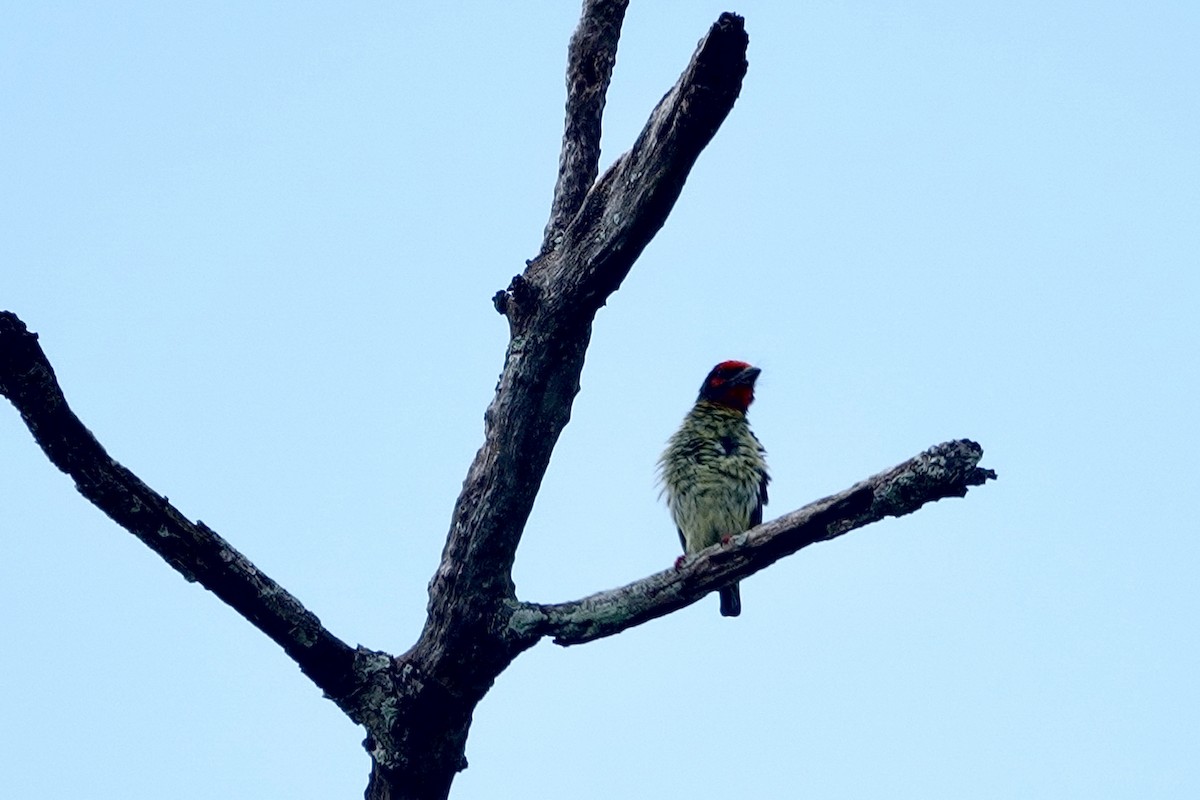 Coppersmith Barbet (Javan Red-faced) - ML642902067