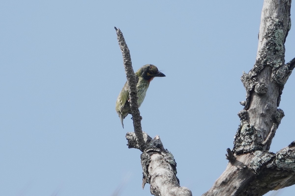 Coppersmith Barbet (Javan Red-faced) - ML642902068