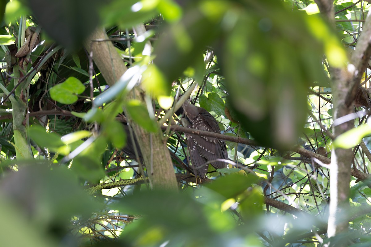 Black-crowned Night Heron - ML642902078