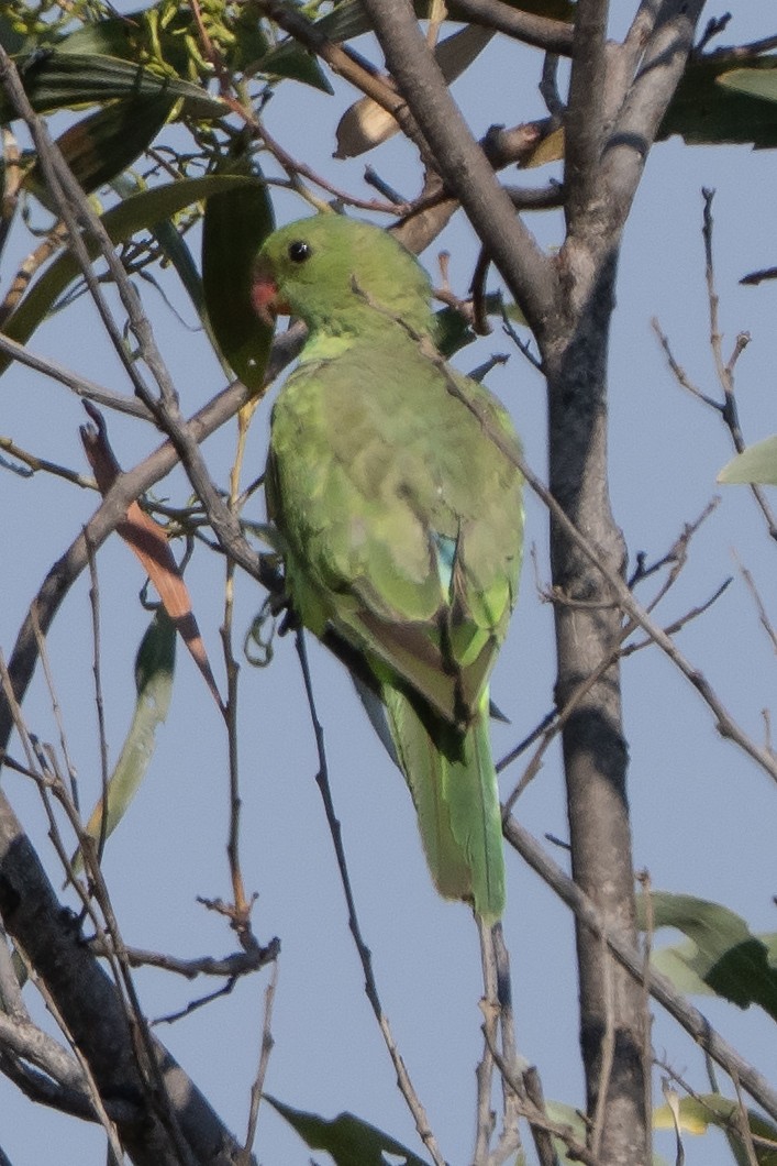 Red-winged Parrot - ML642902085