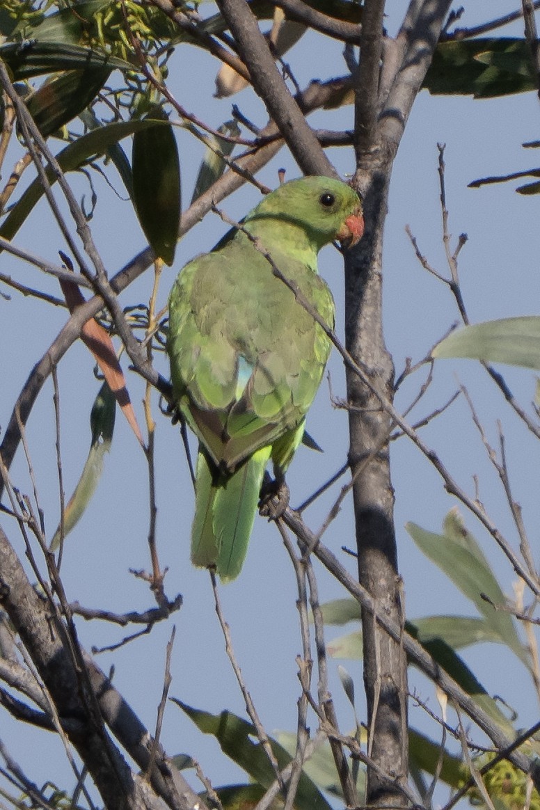 Red-winged Parrot - ML642902086