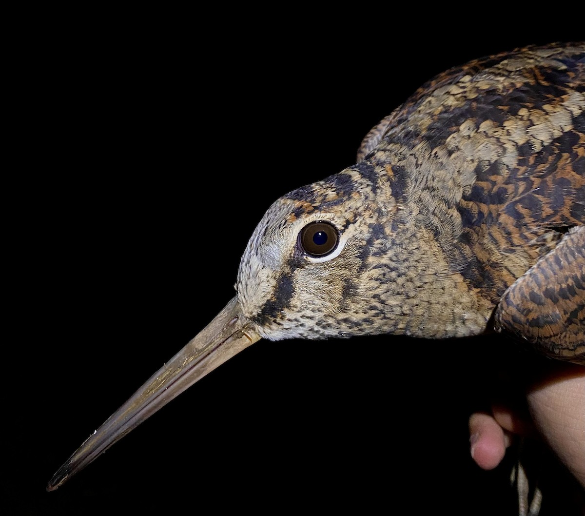 Eurasian Woodcock - ML642902087