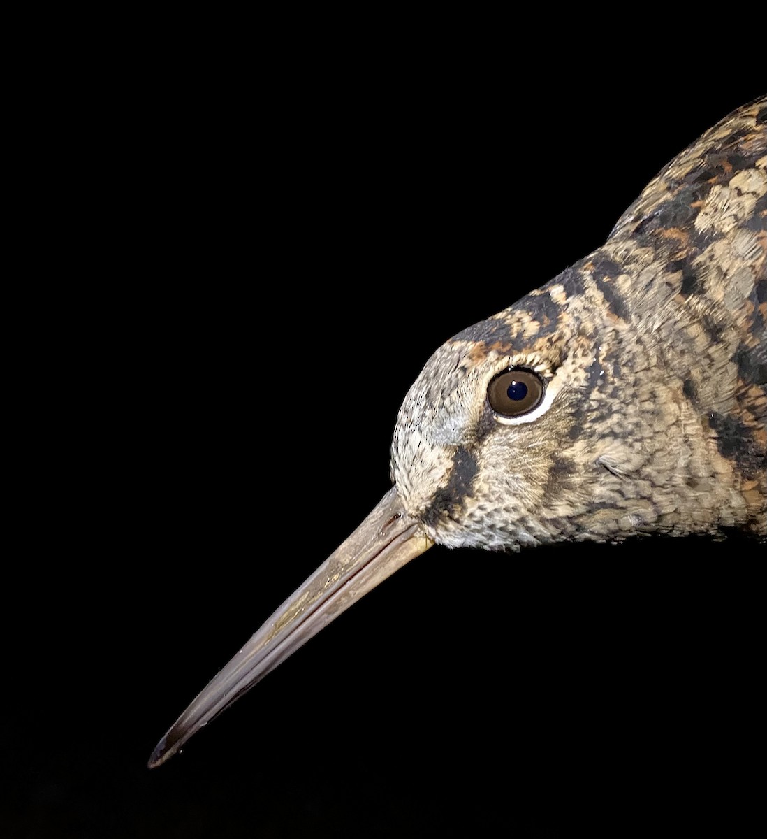 Eurasian Woodcock - ML642902088