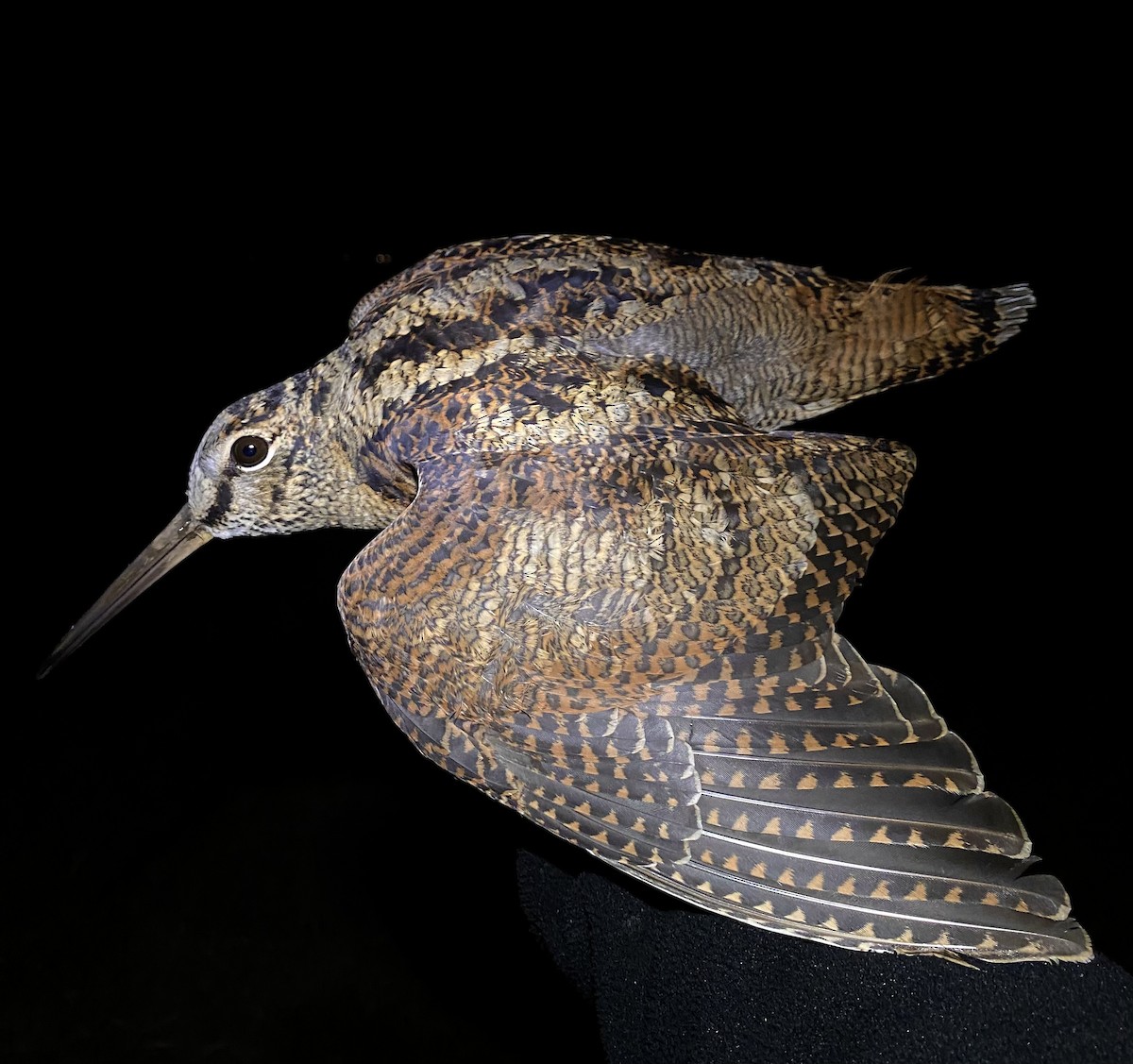 Eurasian Woodcock - ML642902089