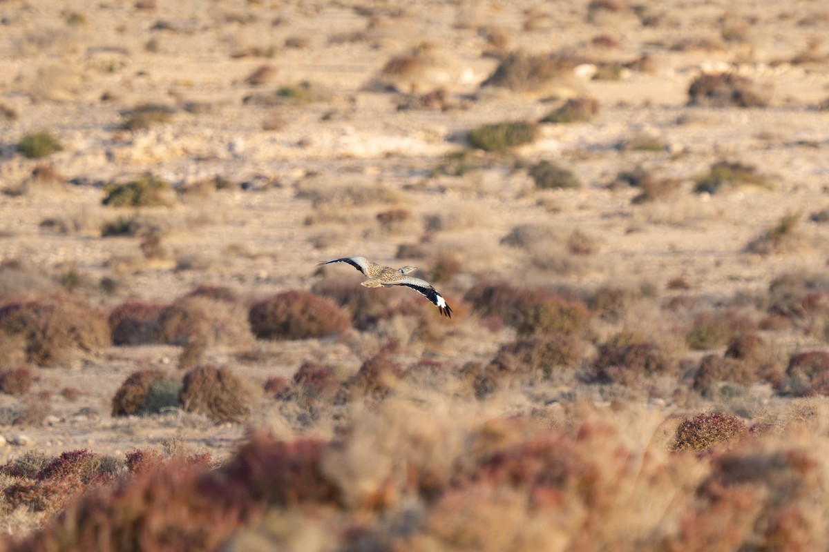 Avutarda Hubara Africana - ML642902097