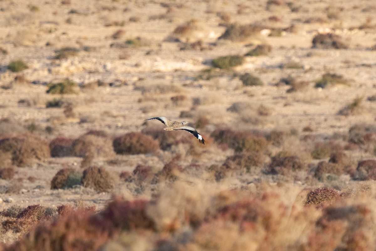 Avutarda Hubara Africana - ML642902098