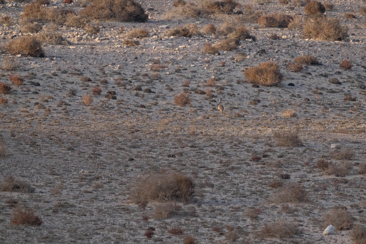 Avutarda Hubara Africana - ML642902099