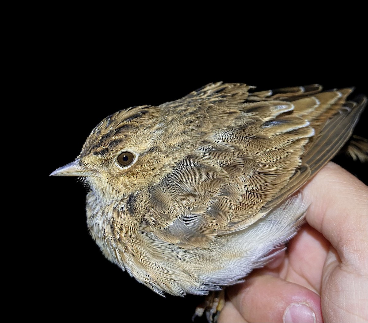 Eurasian Skylark - ML642902105