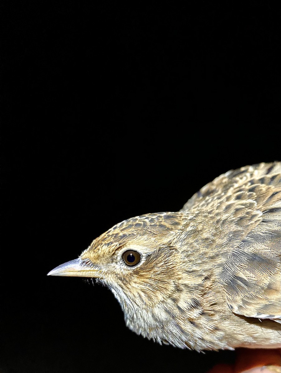 Eurasian Skylark - ML642902106