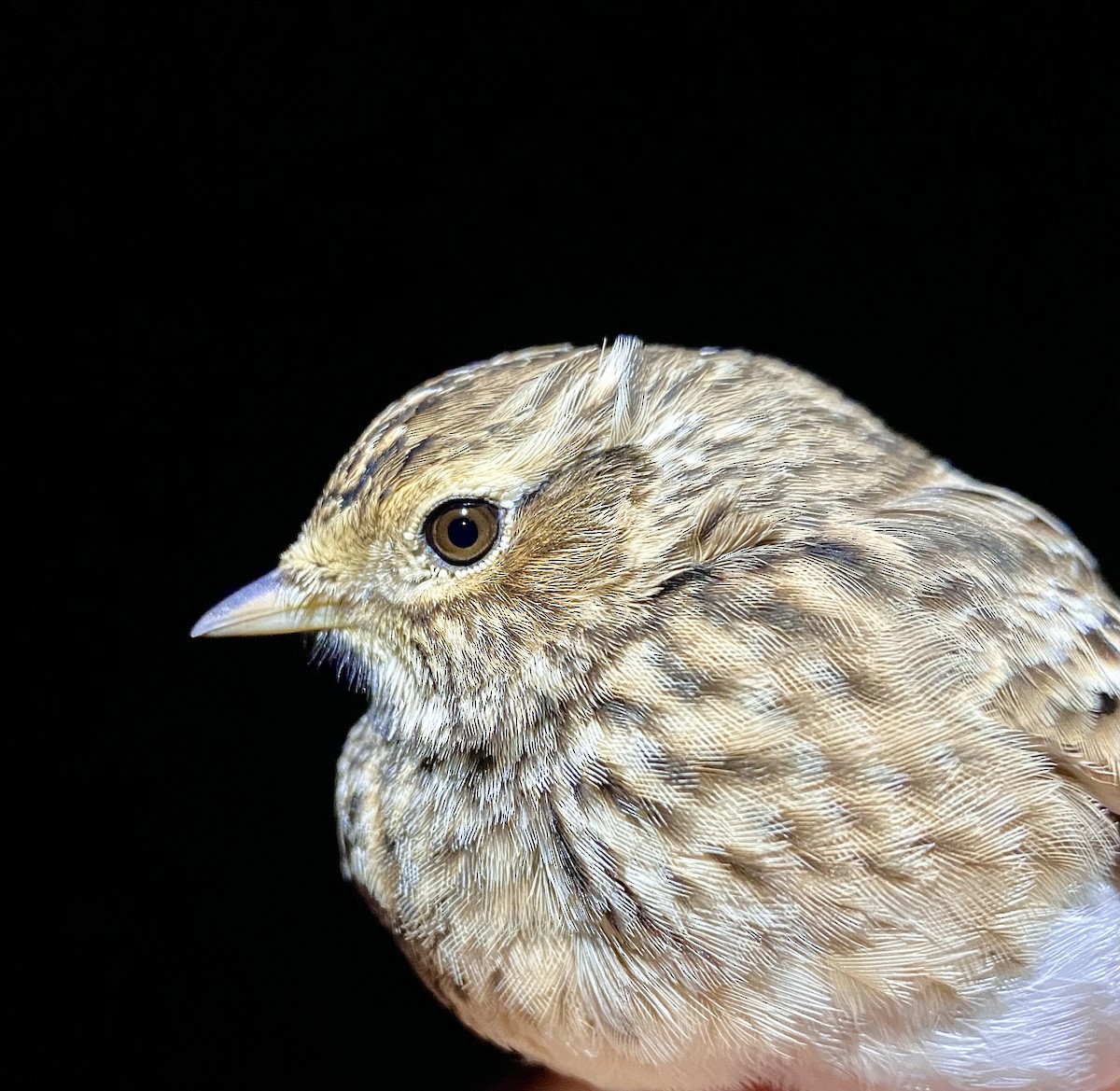 Eurasian Skylark - ML642902108