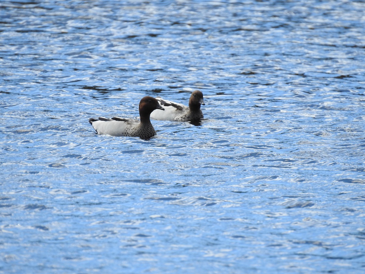 Pato de Crin - ML642902110