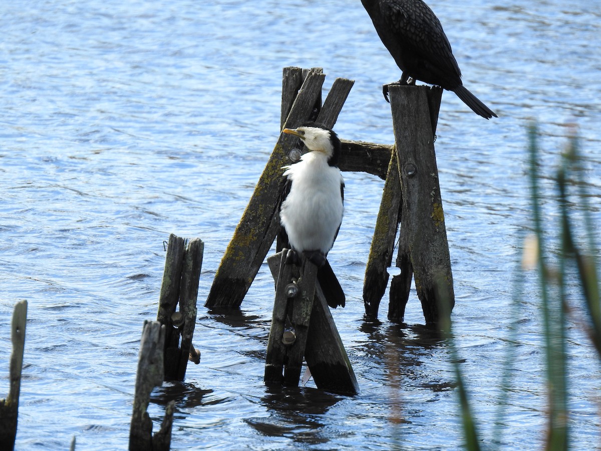 Cormorán Piquicorto - ML642902115