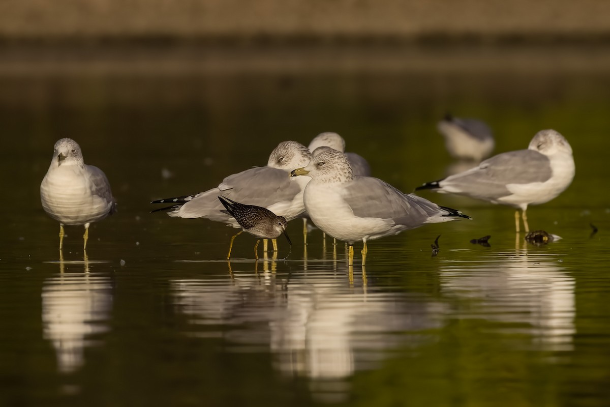 Gaviota de Delaware - ML642902124