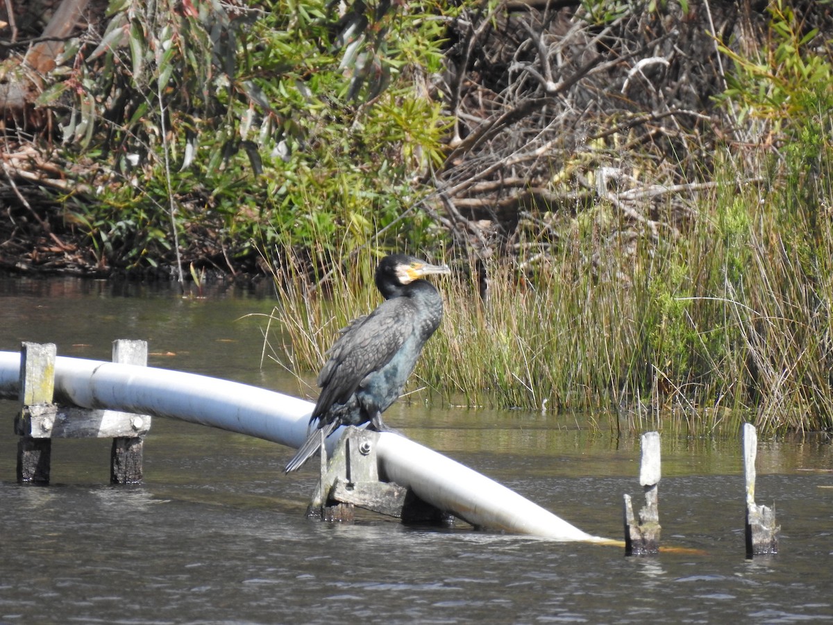 Cormorán Grande - ML642902125