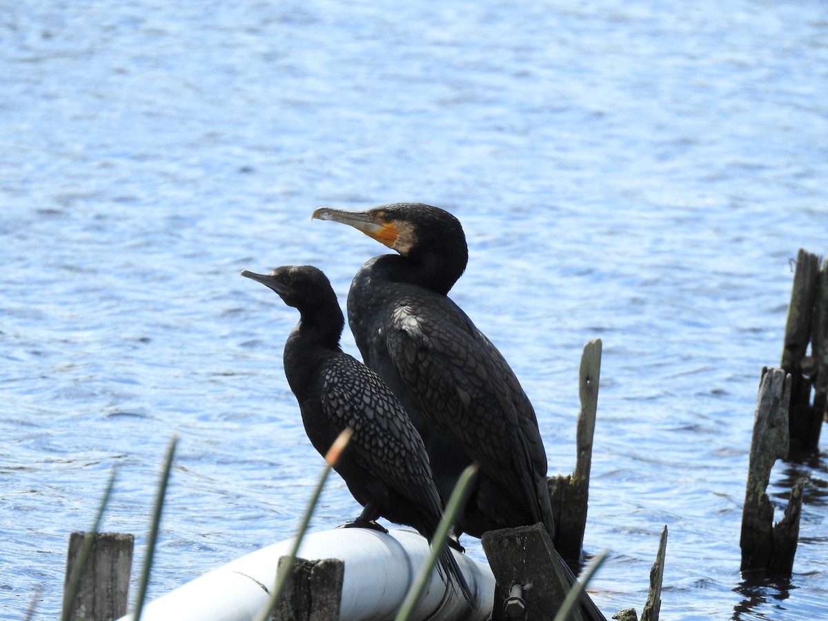 Cormorán Grande - ML642902126