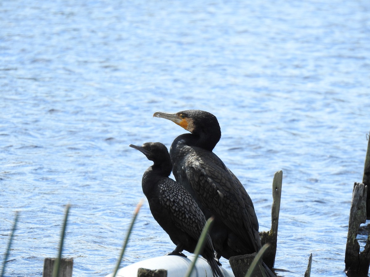 Cormorán Totinegro - ML642902130