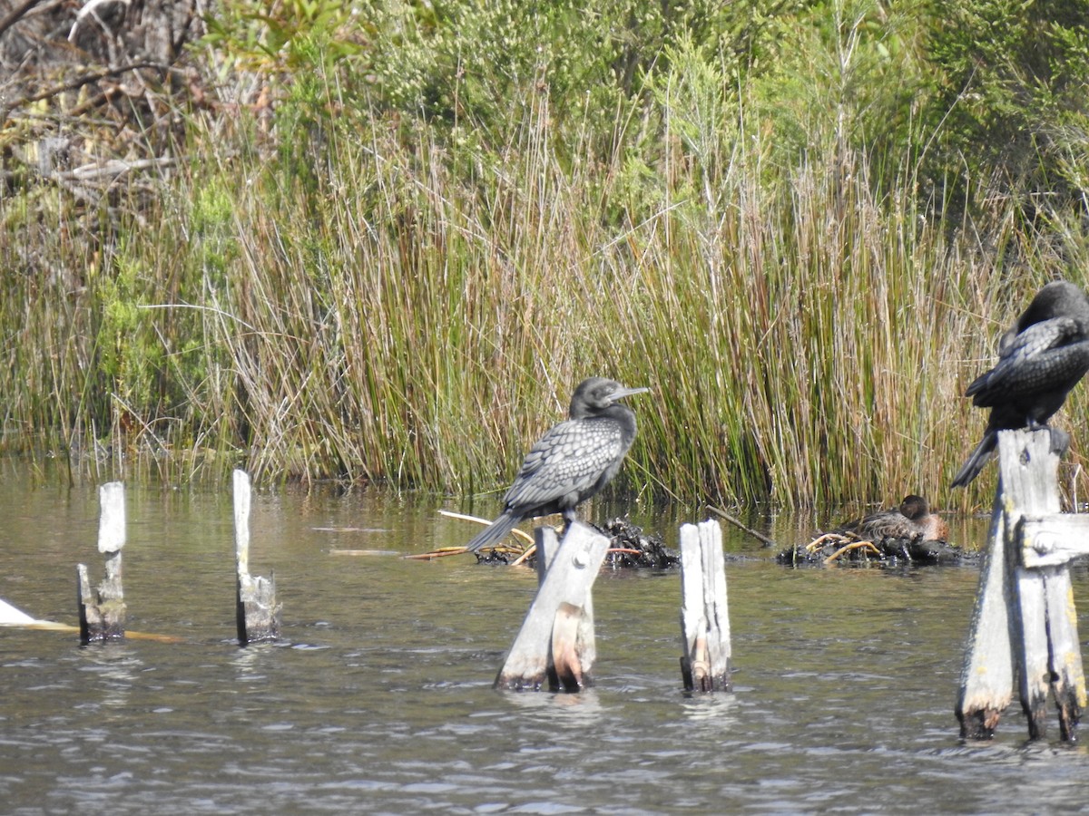 Cormorán Totinegro - ML642902131