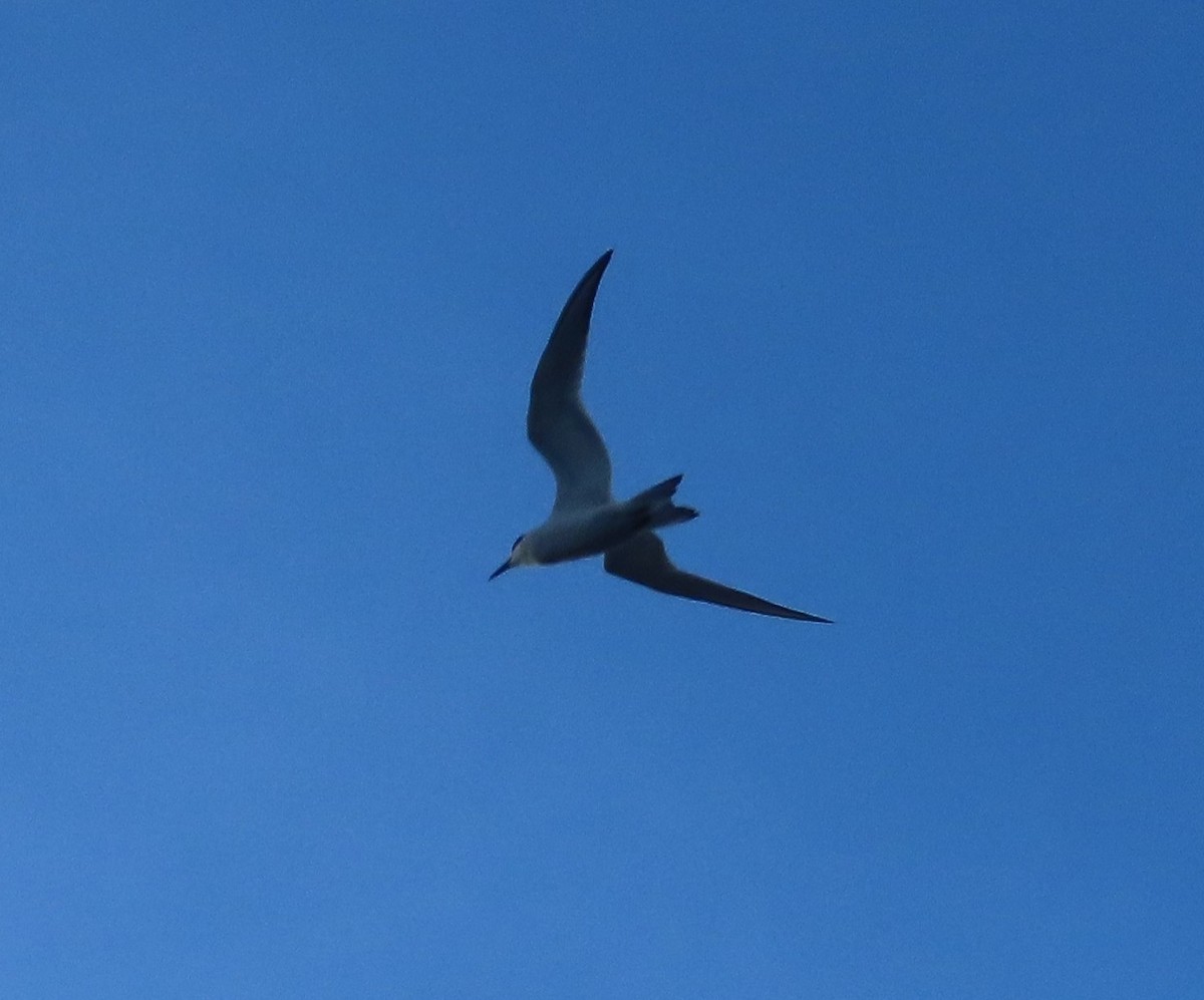 Forster's Tern - ML642902137
