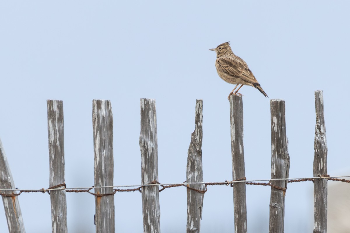 Kutturlio arrunta - ML642902142