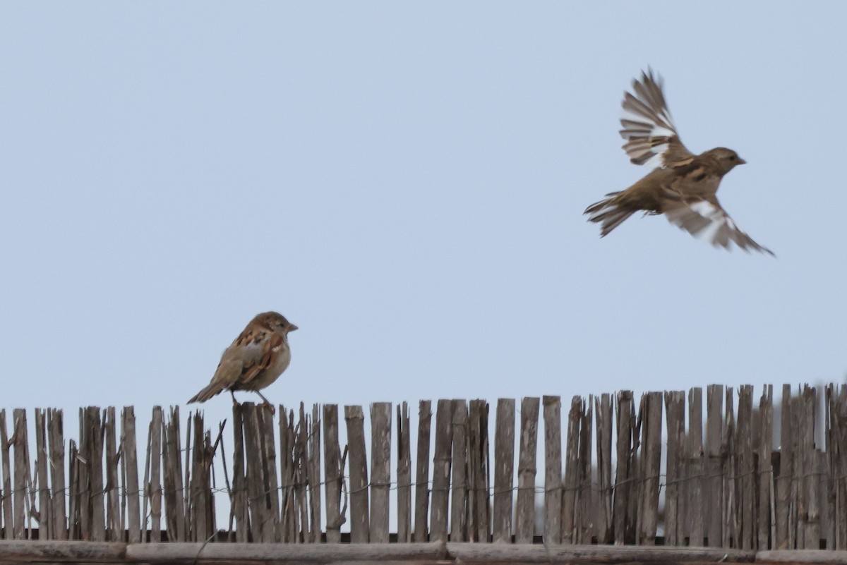 Etxe-txolarrea - ML642902147