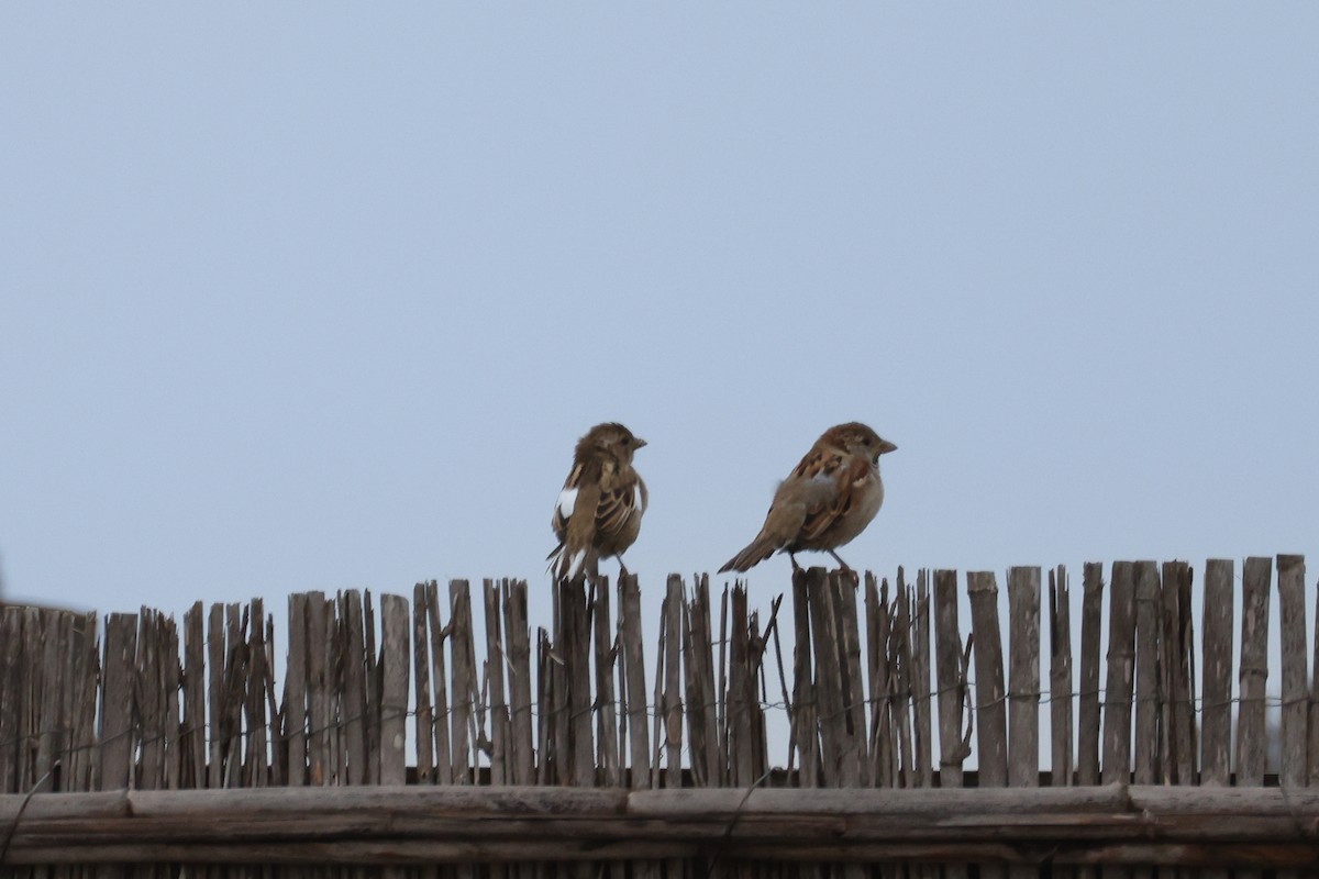 Etxe-txolarrea - ML642902148