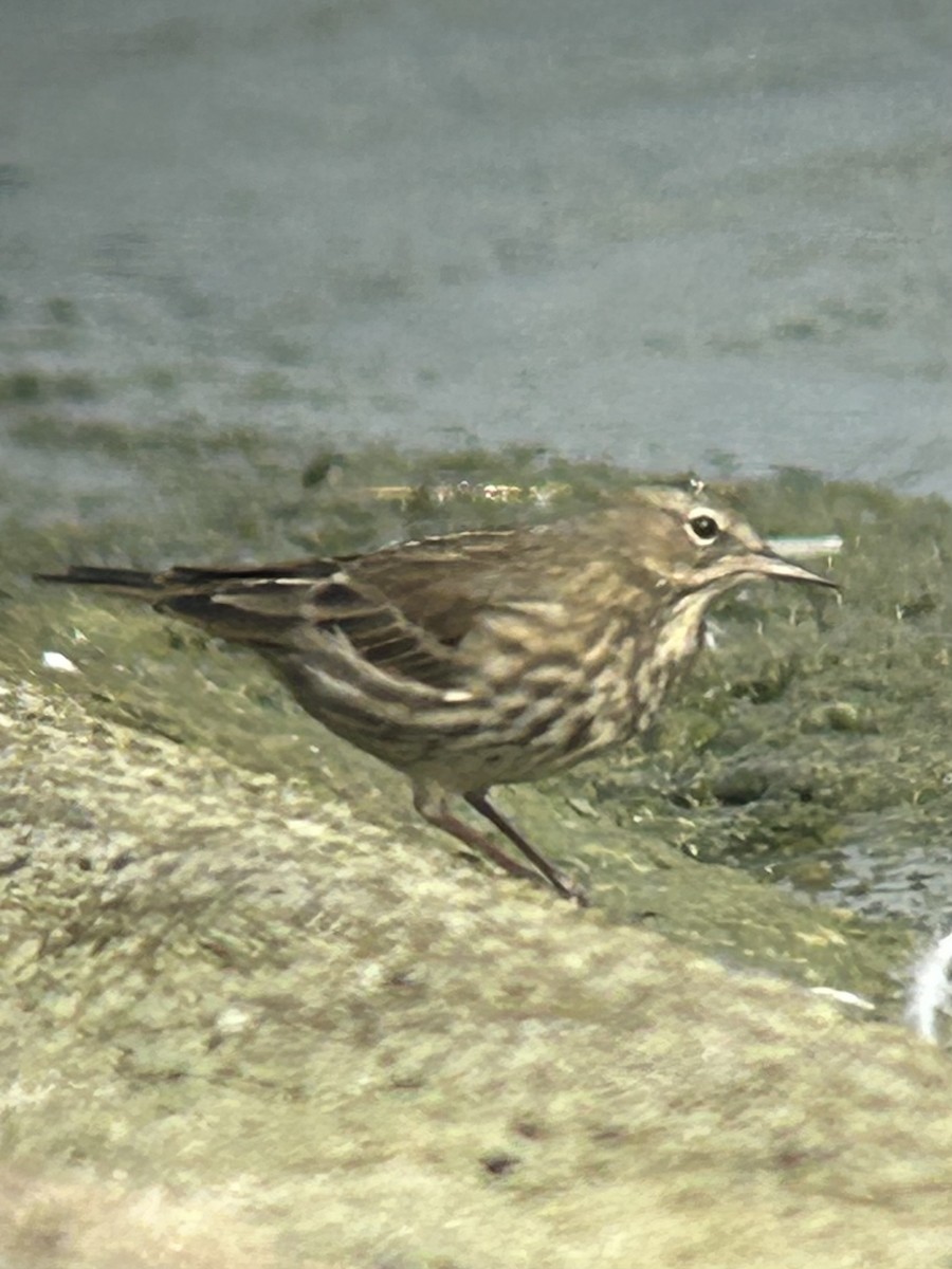 Rock Pipit - ML642902152