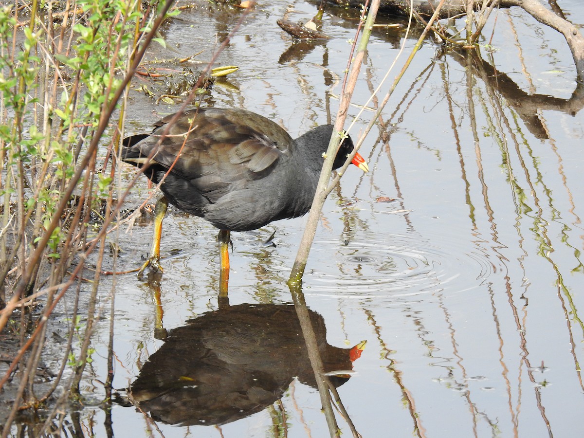 Dusky Moorhen - ML642902167