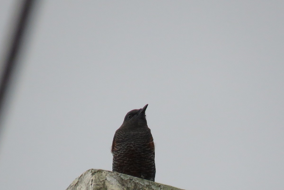 skalník modrý (ssp. philippensis) - ML642902182