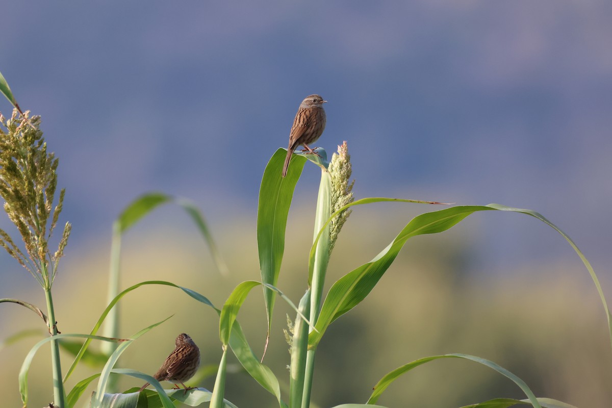 Dunnock - ML642902187