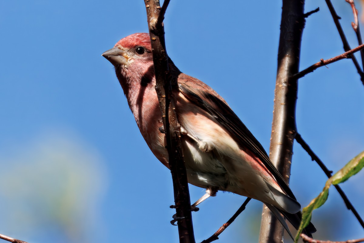 Purple Finch (Eastern) - ML642902204