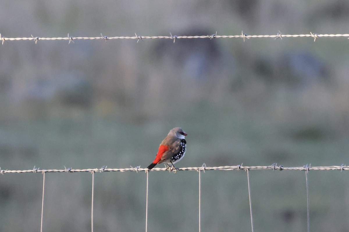 Diamond Firetail - ML642902217
