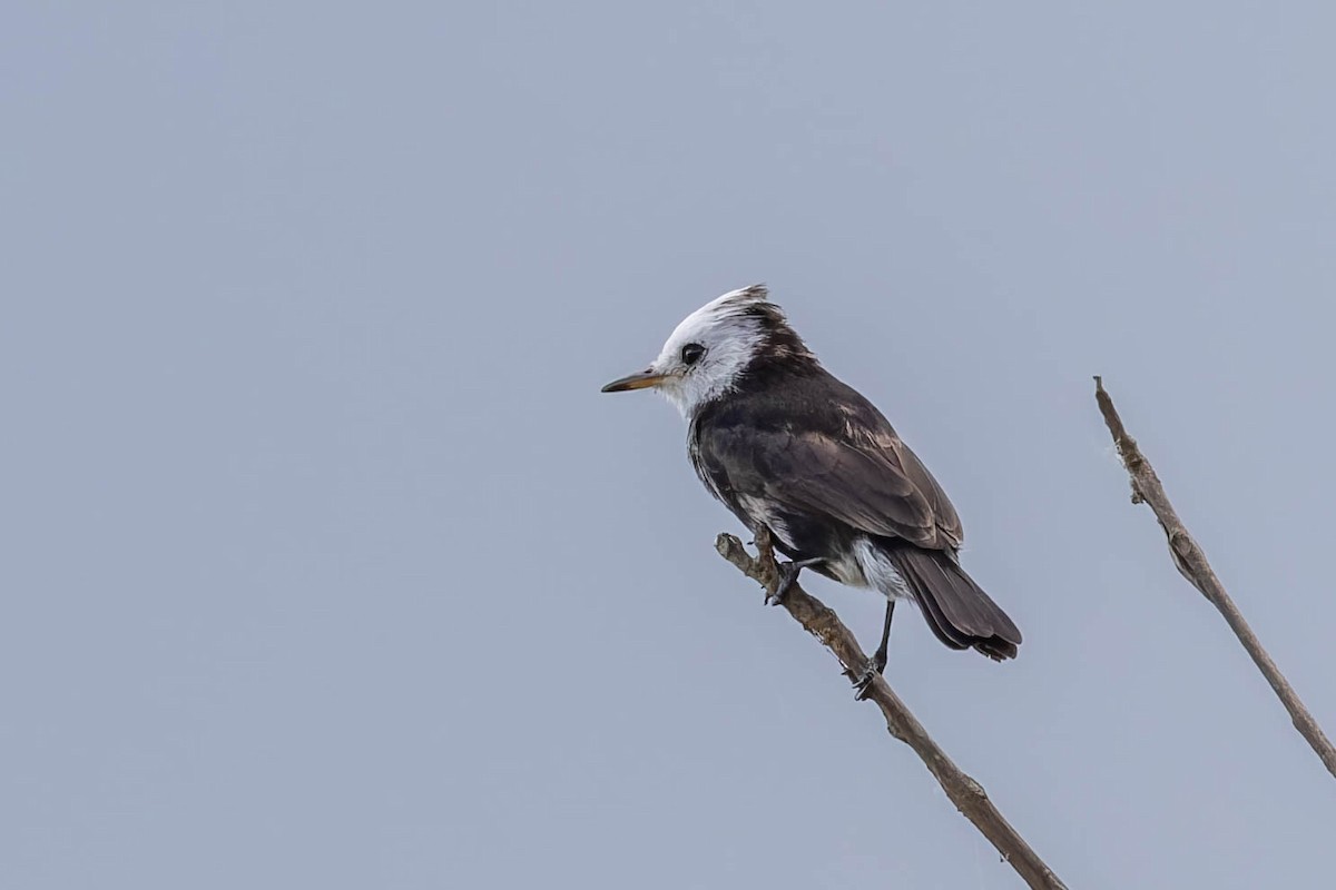 White-headed Marsh Tyrant - ML642902229