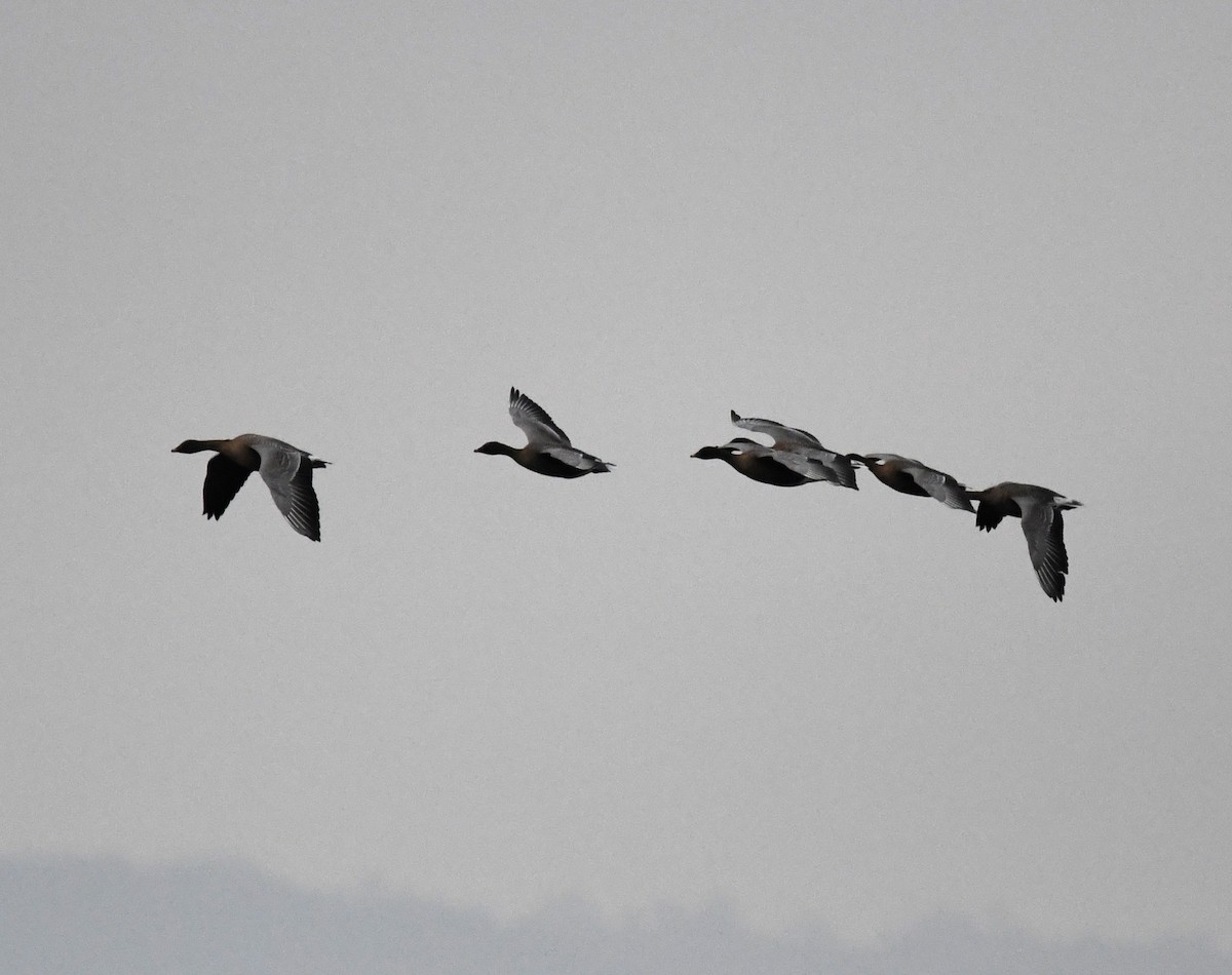 Pink-footed Goose - ML642902244